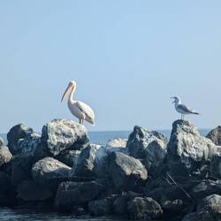 Fale Dunaju, nad nimi nabrzeże, a za nim Morze Czarne