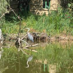 Czapla przed chatą rybacką