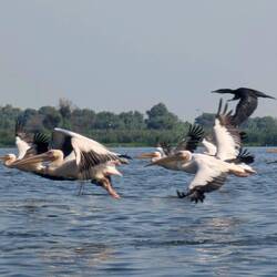 Pelikany w locie do żerowiska
