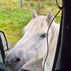 Peter the horse