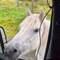 Peter the horse