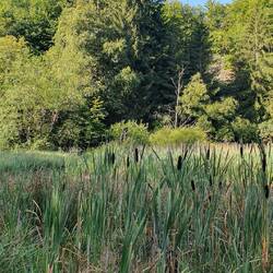 Frau-Holle-Teich