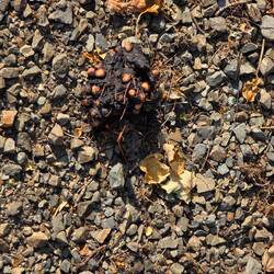 Bear scat found along the way
