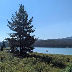 Ein Elch im Maligne Lake