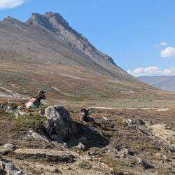 Bighorn Sheep, direkt am Weg nahe dem Columbia Icefield