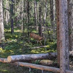 Der Weißschwanz Hirsch, dem wir einfach egal waren