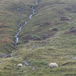 Scotland Highlands - Sheep and waterfalls