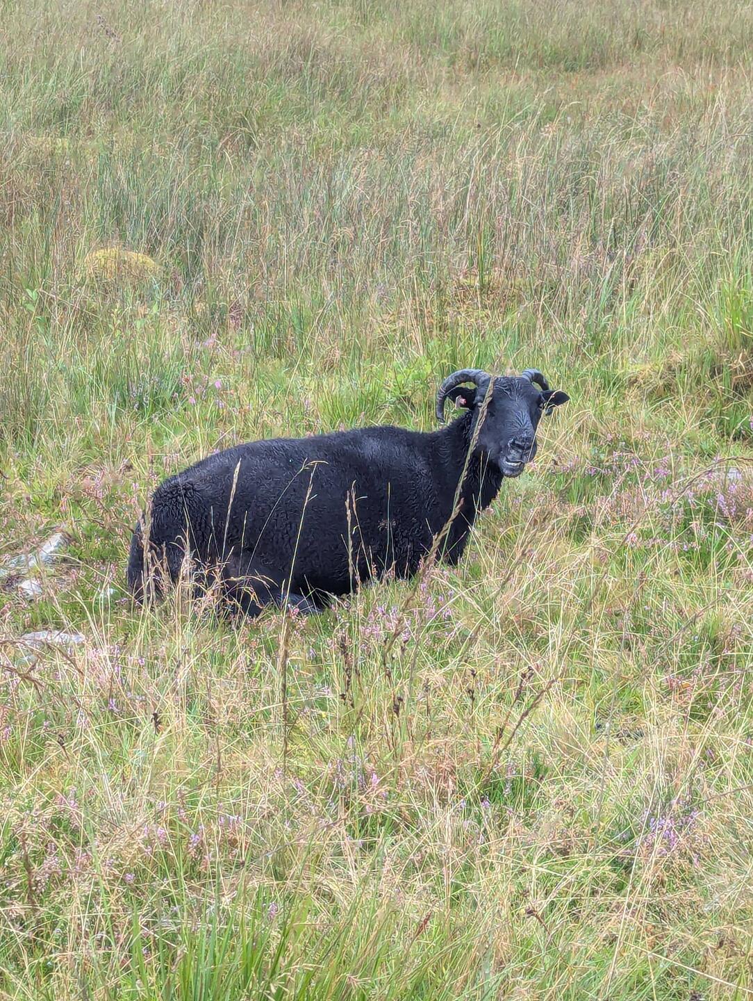 Baa baa Black sheep!