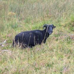 Baa baa Black sheep!