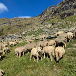 Eine Schafherde tummelt sich auf dem Wanderpfad