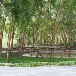 Gebogene Bäume / Bent trees