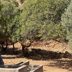 Ein paar Keçis (Ziegen)