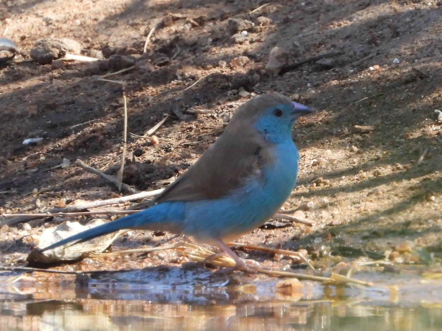Blue Waxbill