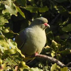 African Green-Pigeon