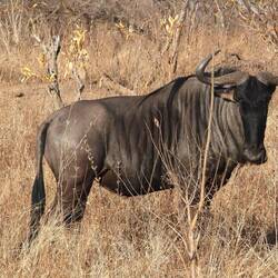 Wildebeest