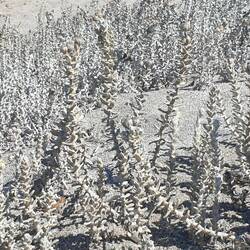 Die schneeweiße Strandfilzblume