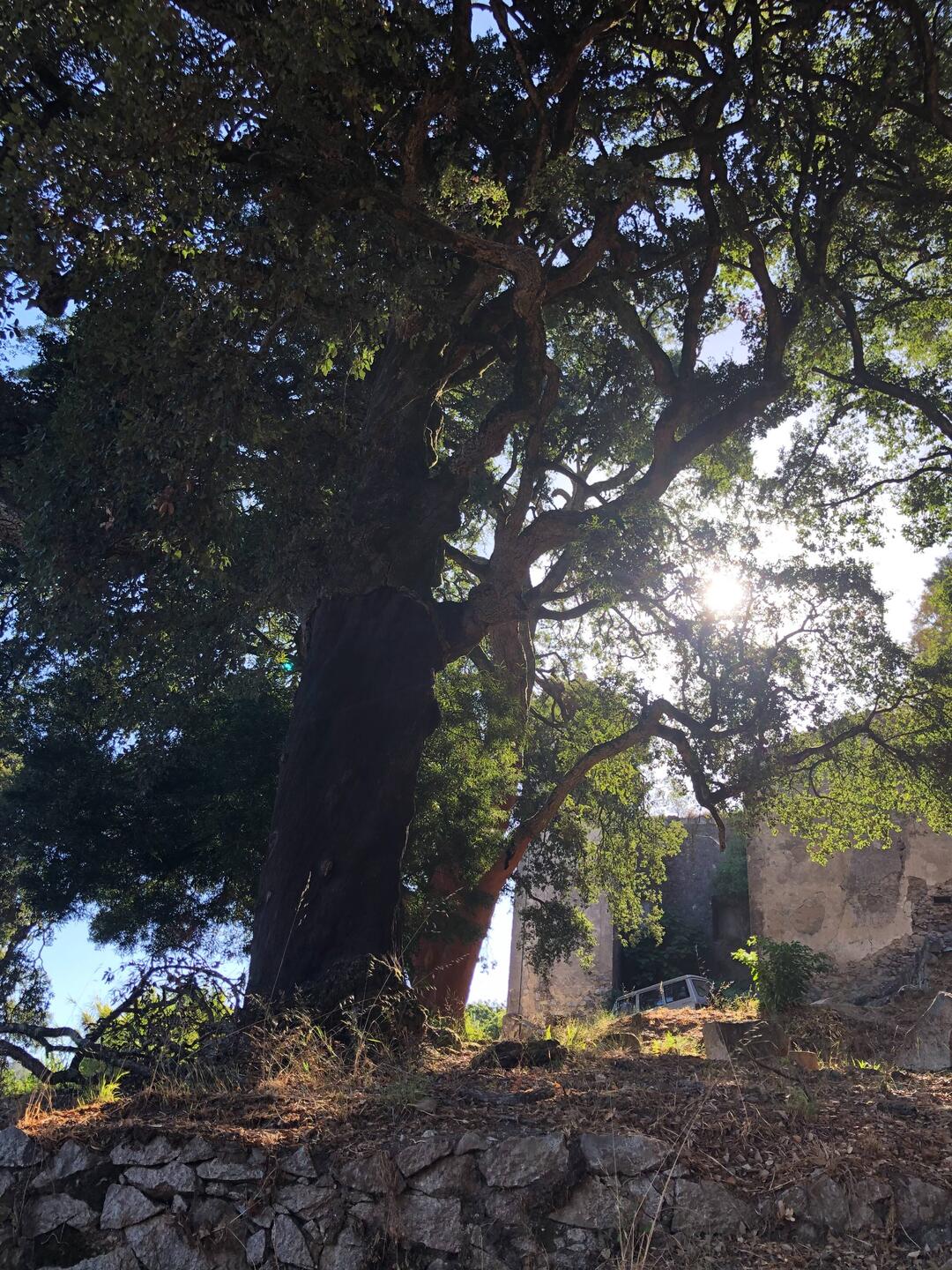Big old oak - 500 years of calm witness