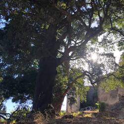 Big old oak - 500 years of calm witness