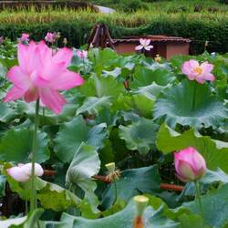 Der Lotus blüht in ganzer Pracht