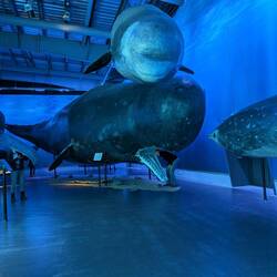 Sperm whale and idiot.