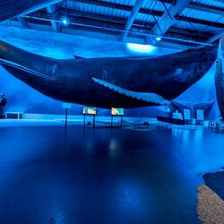 Hump back whale