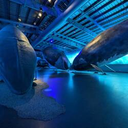 Blue whale, bowhead and northern right whales