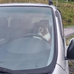 Hunde dürfen hier übrigens auch Auto fahren!