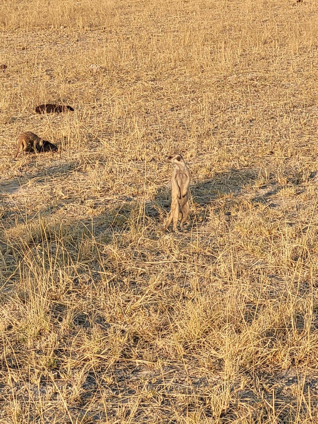 Auf dem Weg zur Salzpfanne, endlich Erdmännchen gesehen!
