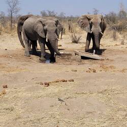 Diese Elefanten öffnen die Gullydeckel, um an das Wasser zu kommen!
