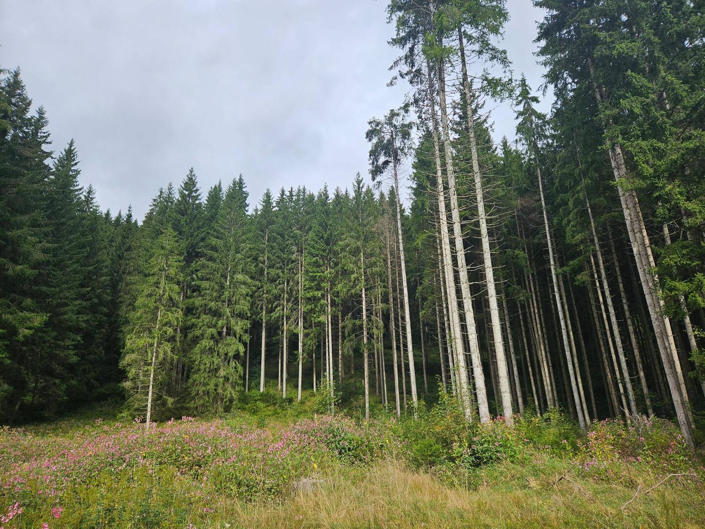 Waldbild Nr. 1