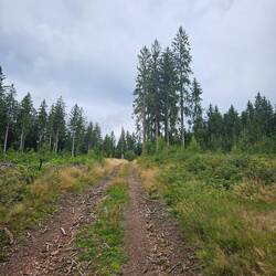 Waldbild Nr. 3
