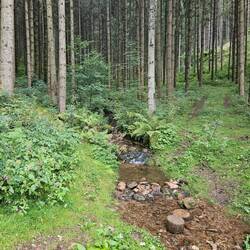 Wasserquelle und Waldbild Nr. 2
