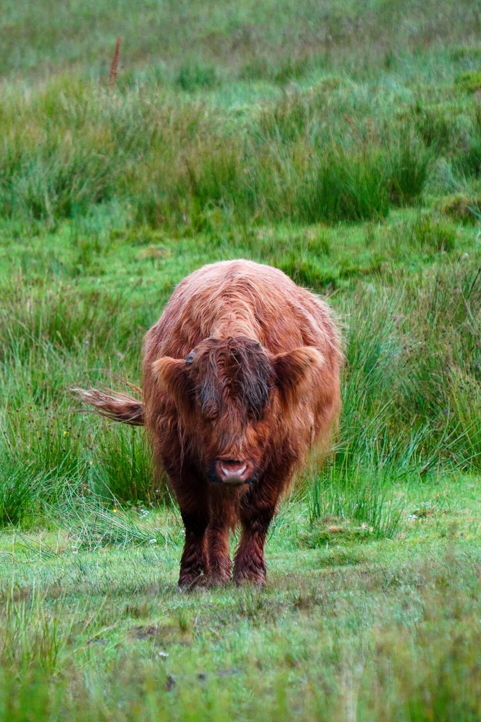 Schotse hooglander