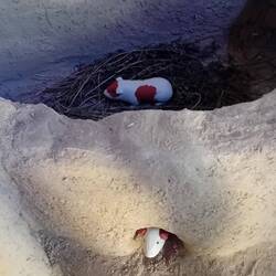 Guinea pigs? What are they doing in the kitchen?