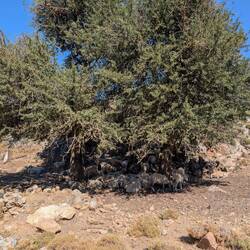 Very very old olive tree