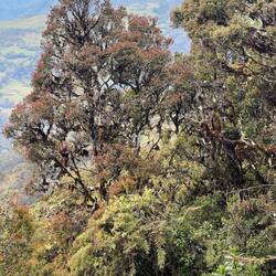 The vegetation changes, as we go through slices of it