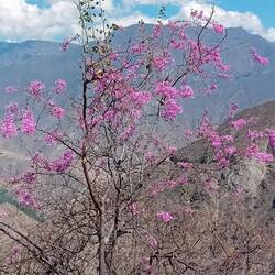 The road meets a group of the pink trees