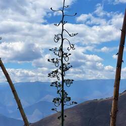 Yucca flower