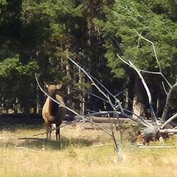 Wapiti-Kuh am Wegesrand