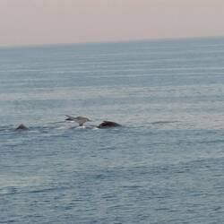A whale fluke