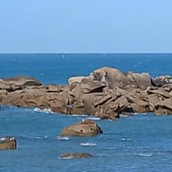 Jagdhund-Kopf (mittig im Bild)