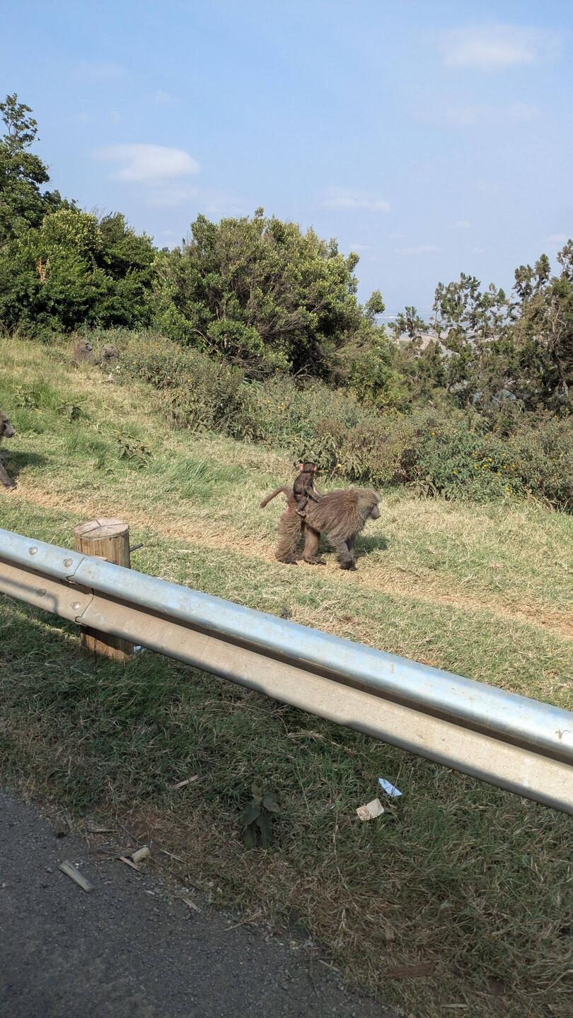 Z erste Wiude Tier womer hei gseh