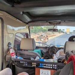 Tiergrächte Transport vo läbende Hüener