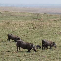 Pumba Family 1.0 gö zum ässe immer uf d Chnöi