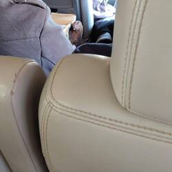 Wer nimmt scho nid 2 Hüehner mit i Bus