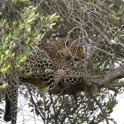 Irgendwie heimer das wunderschöne Leopardebiud gar nid uecheglade....
