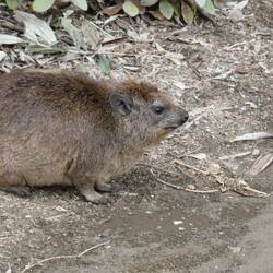 Klippschliefer, ungloge sehr nach mit Elefante verwandt