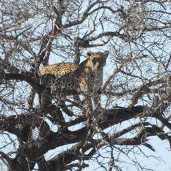 Mother leopard watching
