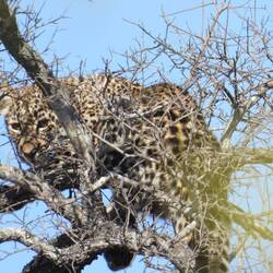 Cub watching