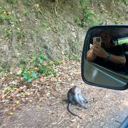 Affe neben der Straße